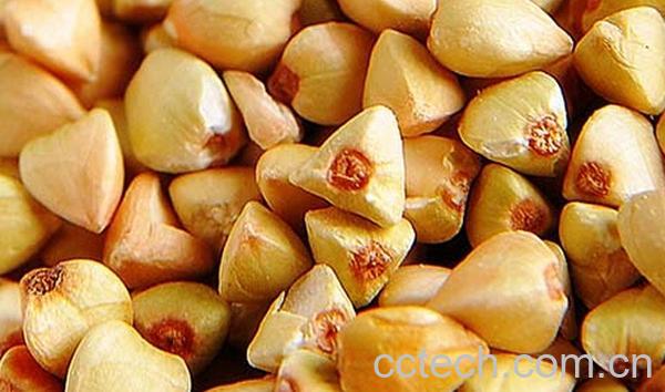 果蔬百科荞麦米-0