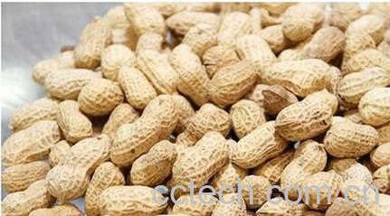 果蔬百科花生-0