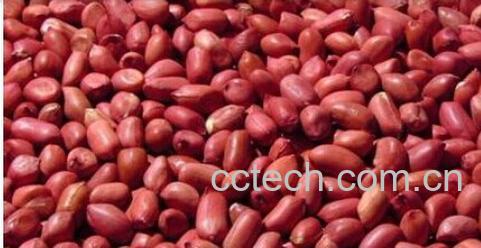 果蔬百科红皮花生-0