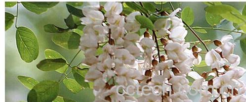 果蔬百科槐米-0