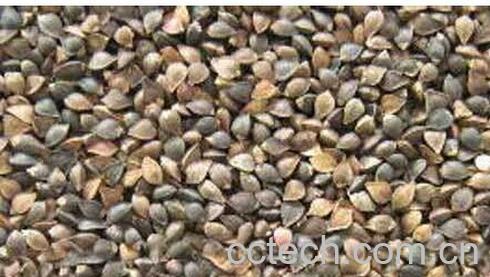 果蔬百科荞麦-0