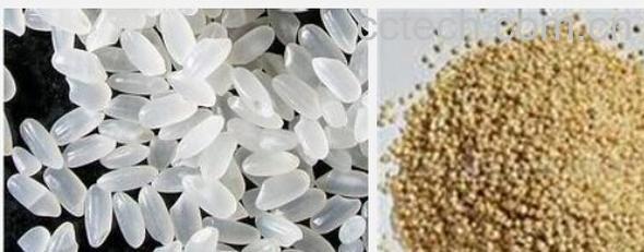 果蔬百科大米和小麦-0