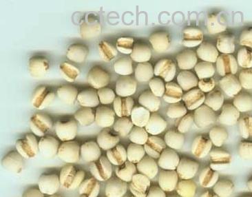 果蔬百科薏仁-0