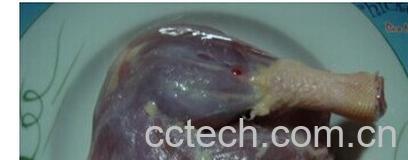 果蔬百科鸭肉粥-0