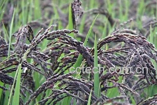 果蔬百科黑米的功效与作用-0