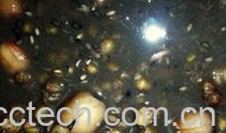 果蔬百科薏仁莲子粥-0