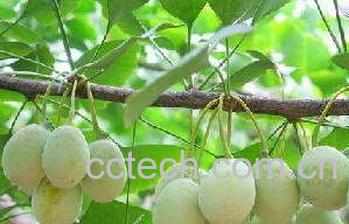 果蔬百科白果-0