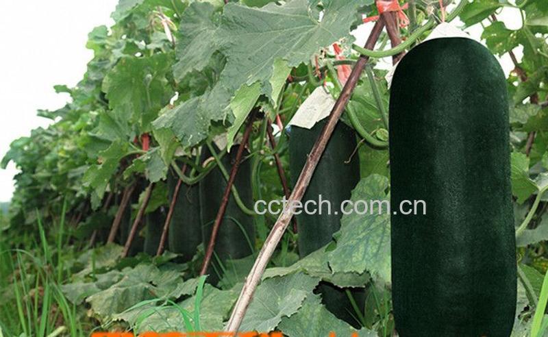 果蔬百科冬瓜-0