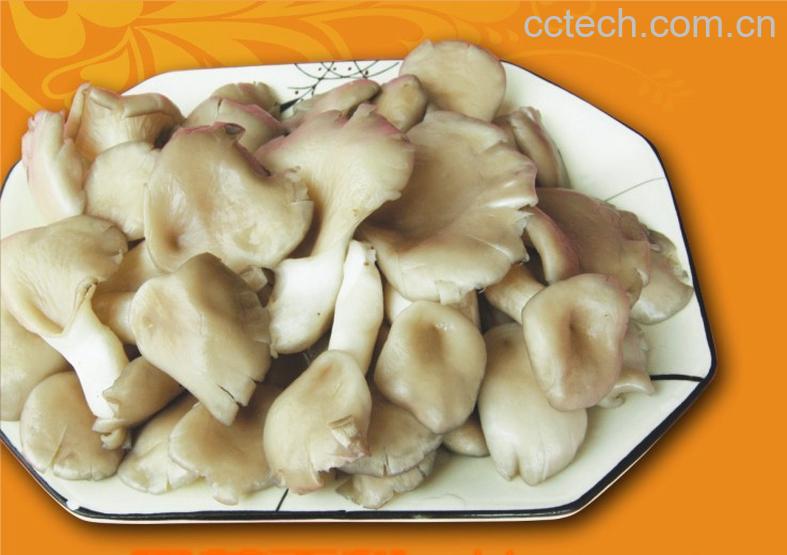 果蔬百科凤尾菇-0