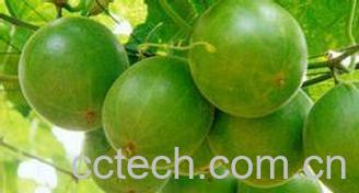 果蔬百科罗汉果-0