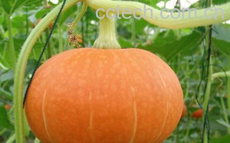 果蔬百科南瓜-0