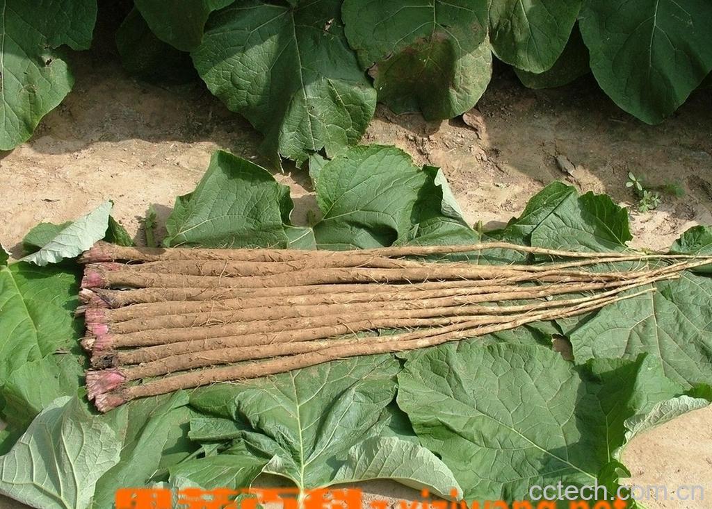 果蔬百科牛蒡-0