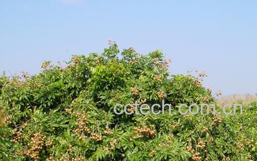 果蔬百科龙眼-0