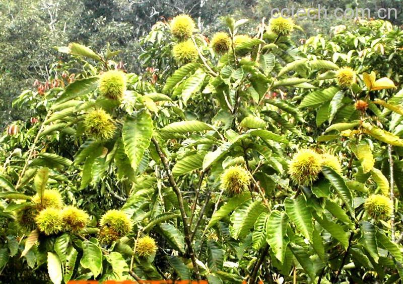 果蔬百科栗子-0