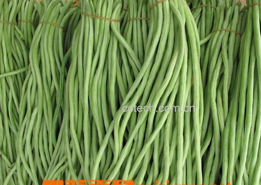 果蔬百科豇豆-0