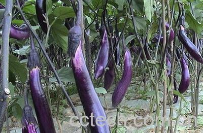 果蔬百科茄子-0