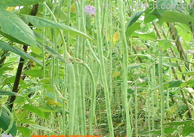 果蔬百科豇豆-0