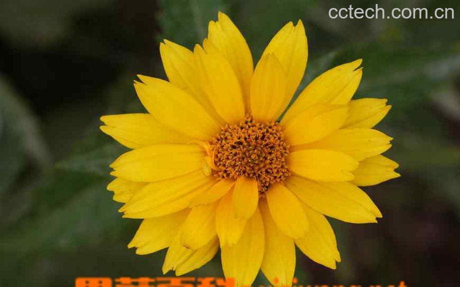 果蔬百科黄花-0