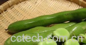 果蔬百科蚕豆-0