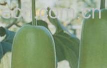 果蔬百科瓠瓜-0