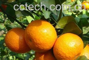 果蔬百科蜜橘-0