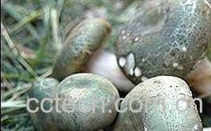 果蔬百科青头菌-0