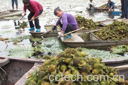果蔬百科芡实-0