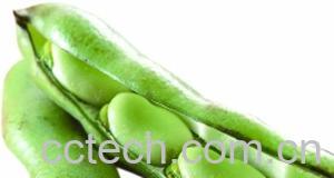 果蔬百科蚕豆-0