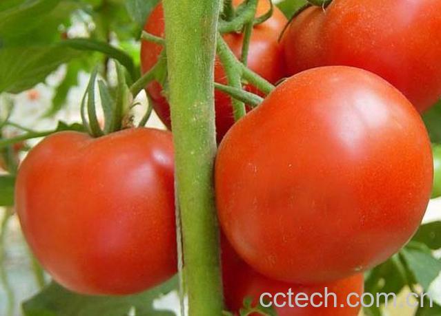 果蔬百科番茄-0