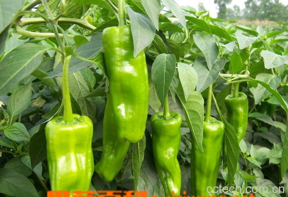 果蔬百科青椒-0