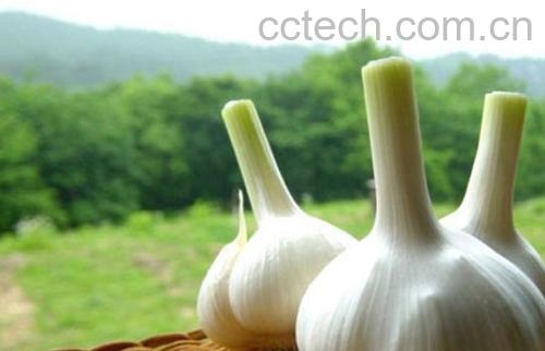 果蔬百科大蒜-0