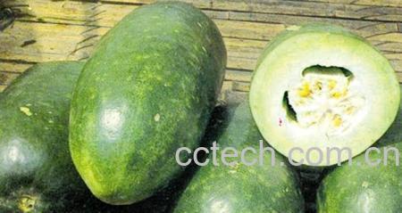 果蔬百科冬瓜-0