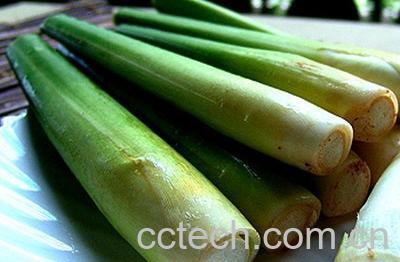 果蔬百科茭白-0