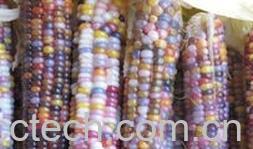 果蔬百科琉璃玉米-0