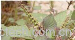 果蔬百科紫苏子-0