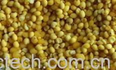 果蔬百科黍米-0