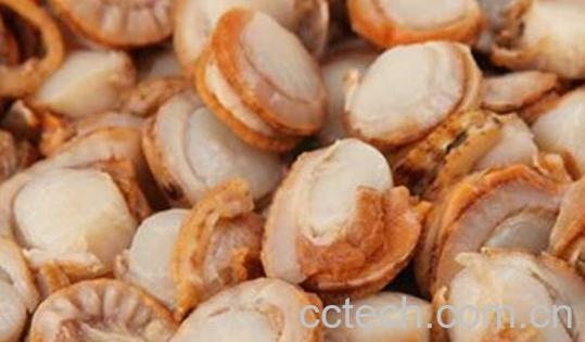 扇贝肉怎么清理 扇贝如何处理干净-0