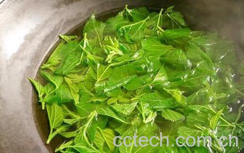 香椿叶煮水的功效与作用-0