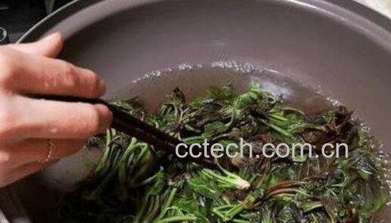 老香椿叶泡水喝的功效-0