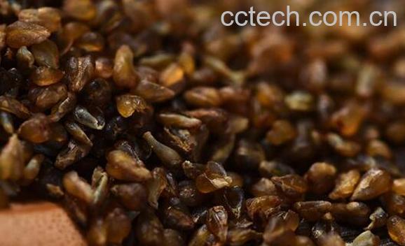 黑苦荞米的作用与功效-0