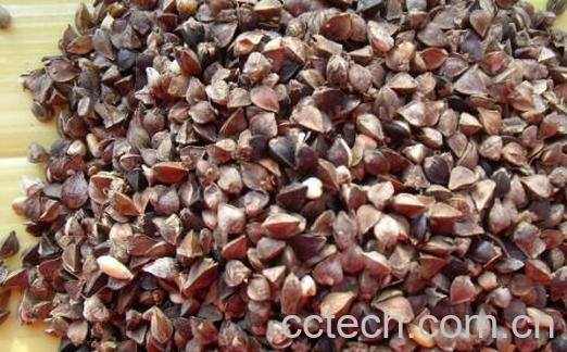 黑荞麦和白荞麦的区别-1