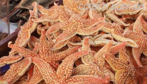 海星的功效与作用 海星的食用方法-0
