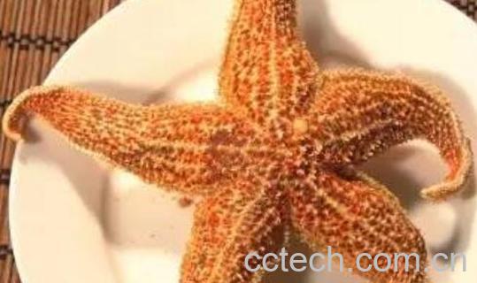 海星的功效与作用 海星的食用方法-1