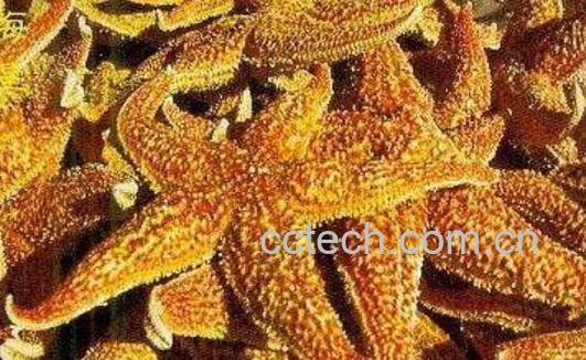 海星能吃吗 海星怎么吃-1