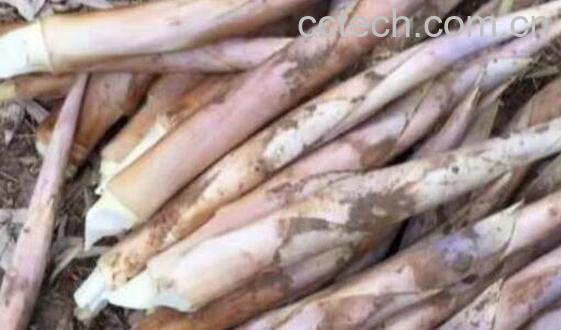 服用鞭笋时的注意事项有哪些-1