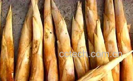 服用鞭笋时的注意事项有哪些-0