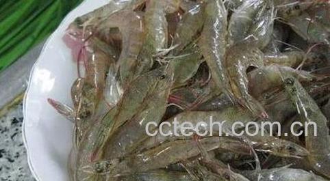 海虾和河虾有哪些区别 -0