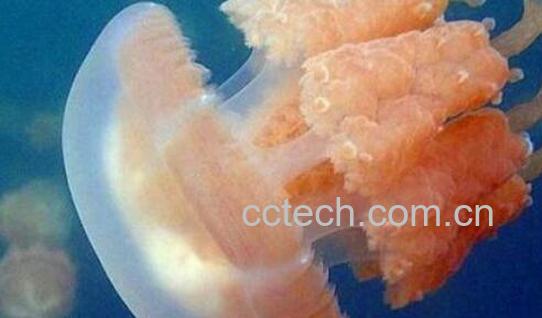 海蜇和水母的区别-0