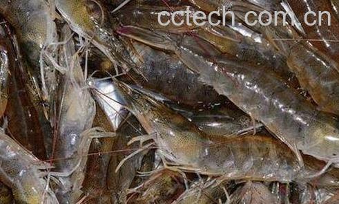 基围虾的营养价值 吃基围虾的好处-0