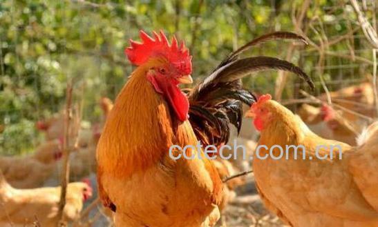 三黄鸡的功用及禁忌人群-1